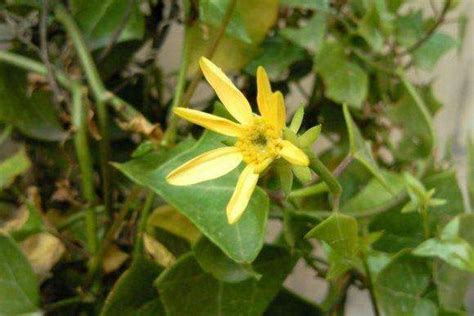 常春藤開花|常春藤會開花嗎，常春藤什麼時候開花